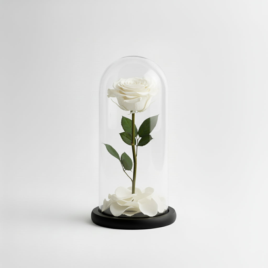 White Eternal Rose