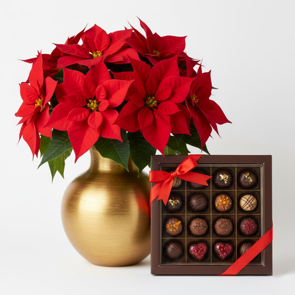 Christmas Stars and Signature Pralines