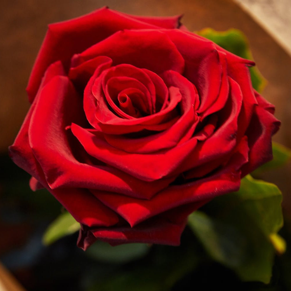 Luxury Roses