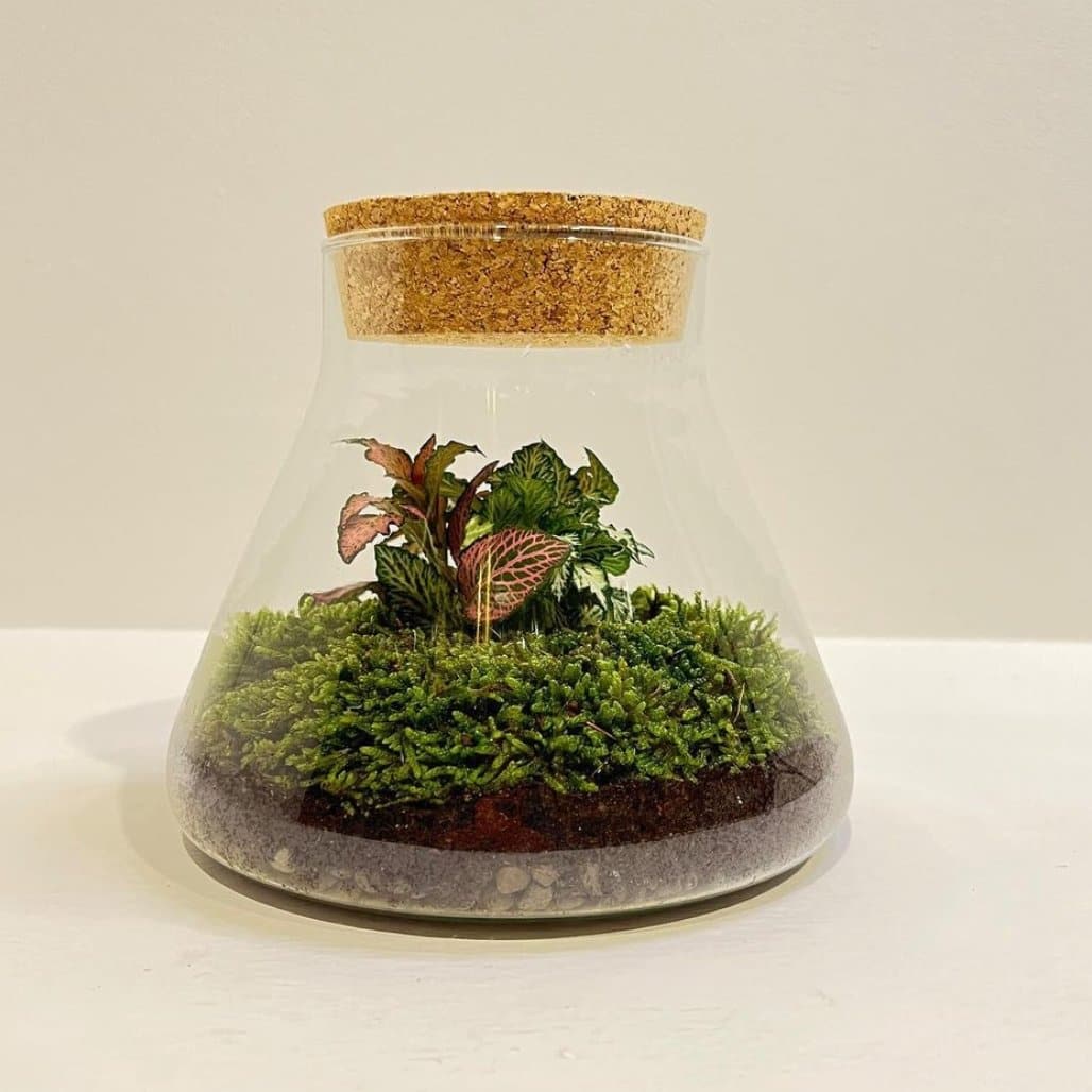 Terrarium Green - DELUXY