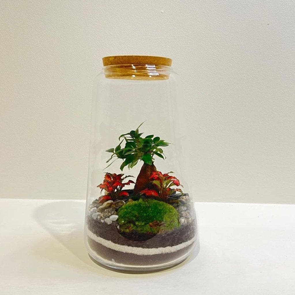 Terrarium Green - DELUXY