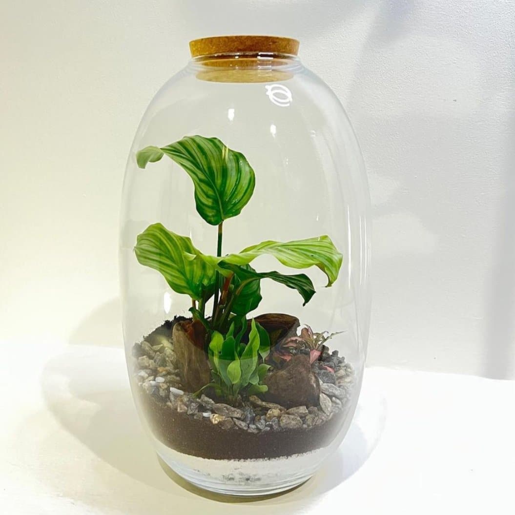 Terrarium Green - DELUXY