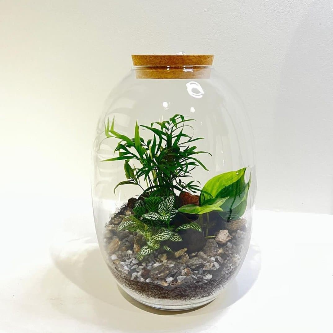 Terrarium Life - DELUXY