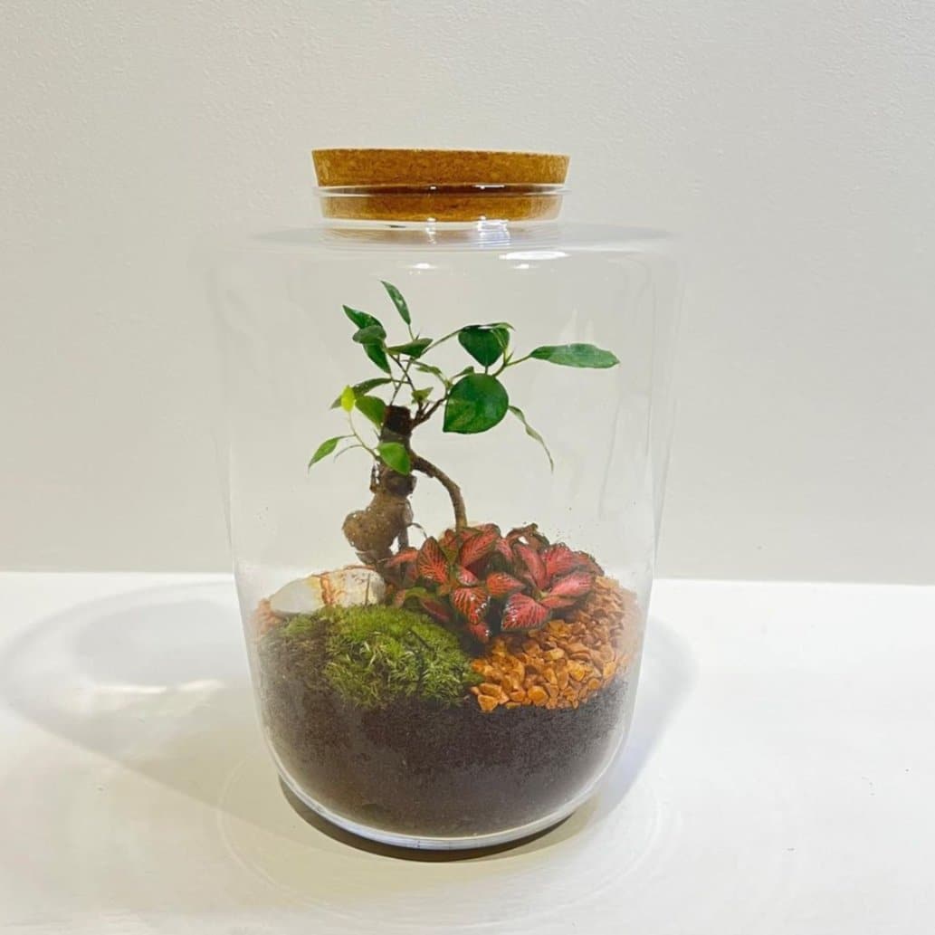 Terrarium Life - DELUXY