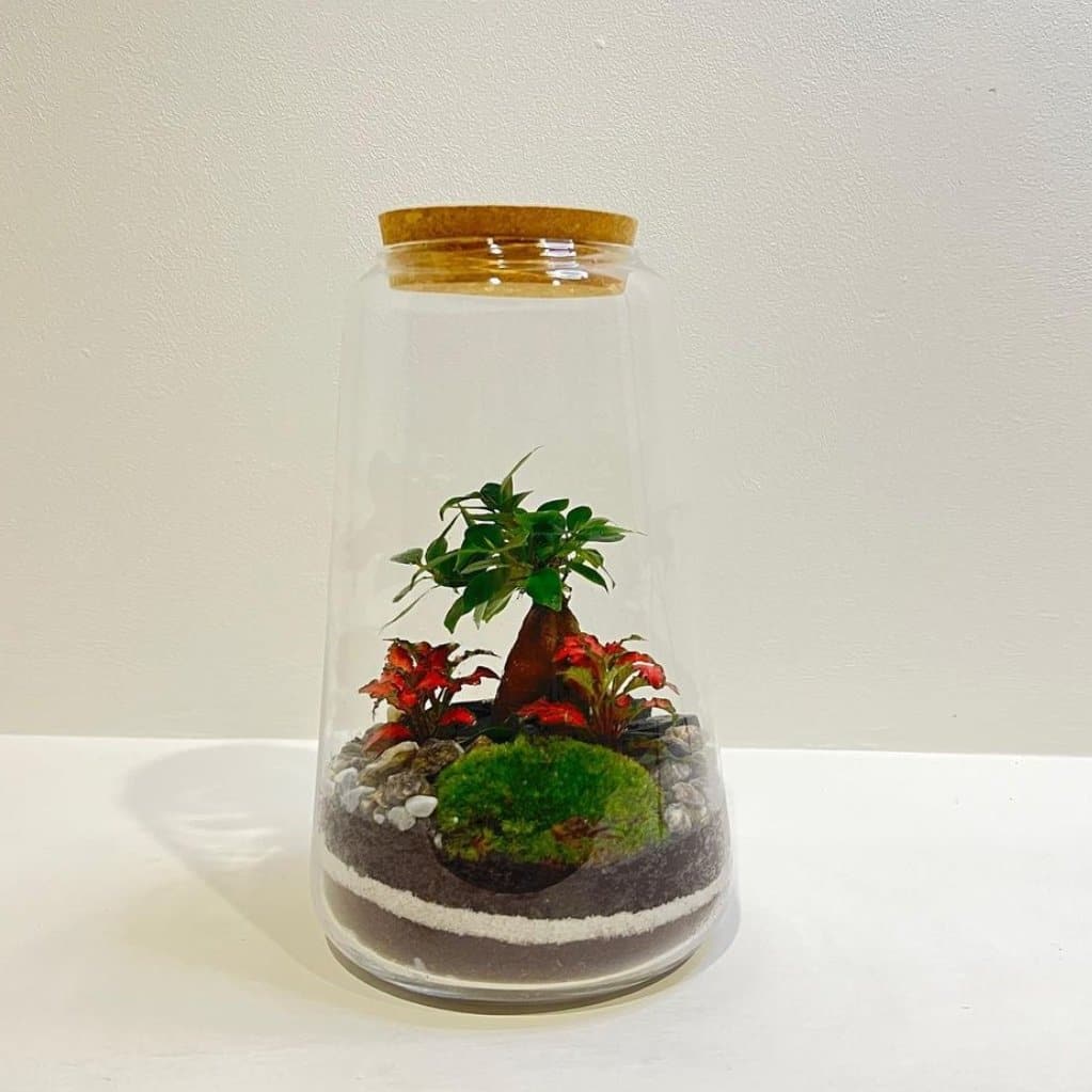 TERRARIUM MARYFLOR - DELUXY