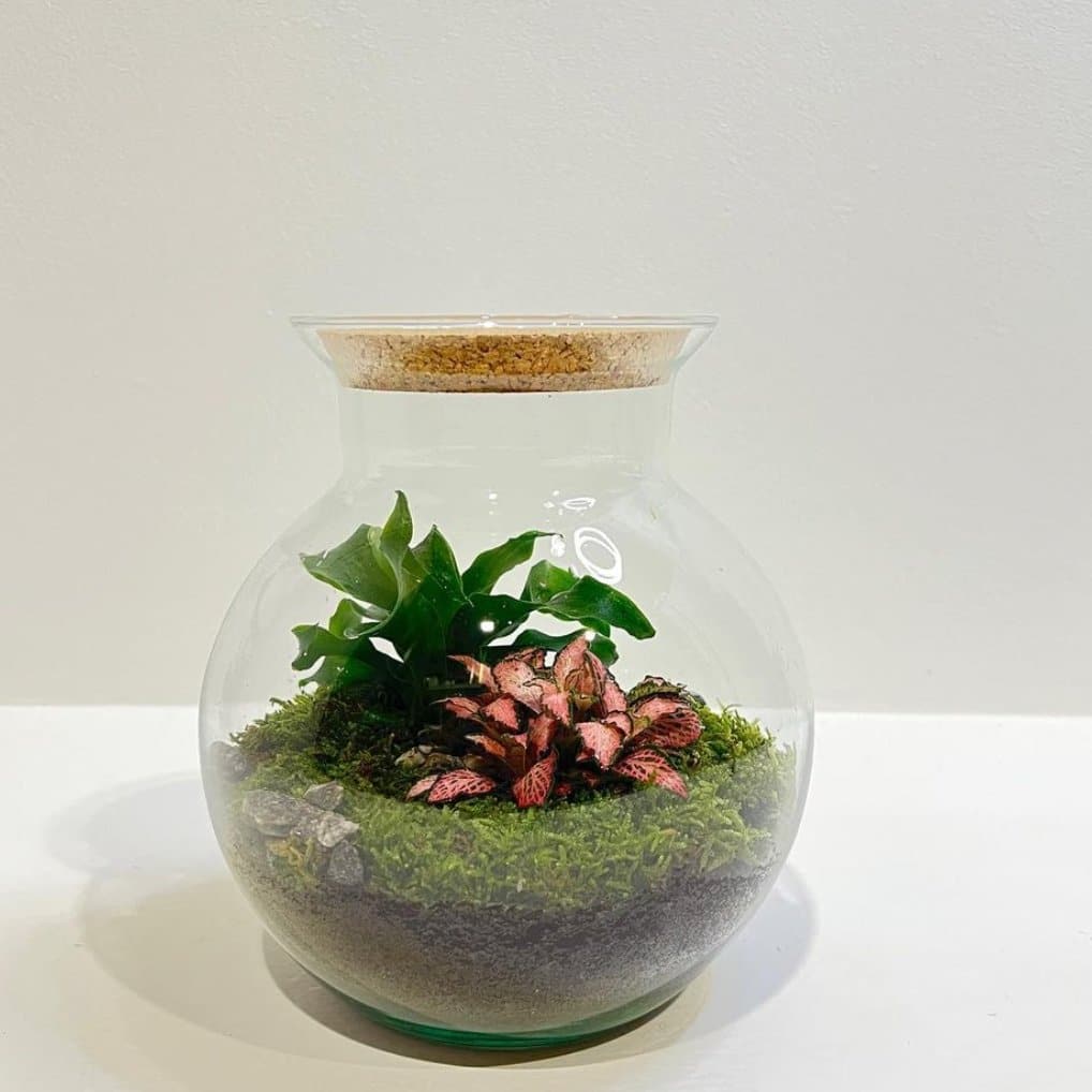 TERRARIUM MARYFLOR - DELUXY